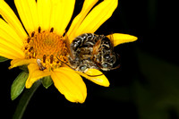 Bees Fighting