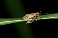 Damsel Bug with prey