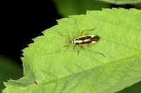 Two-spotted Grass Bug