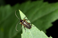 Flower Long-horned Beetle