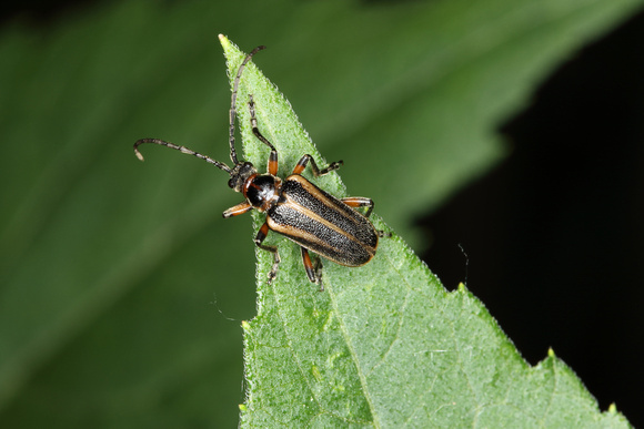 Flower Long-horned Beetle