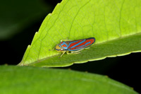 Red banded Leafhopper