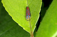 Red banded Leafhopper