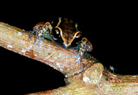 Eleutherodactylus richmondi