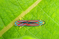 Red-banded Leafhopper, mating.