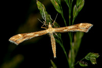 Yarrow Plume Moth