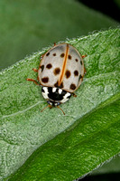 Fifteen-spotted Lady Beetle