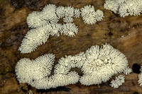 Honycomb Coral Slime Mold