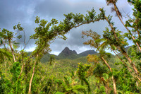 El Yunque National Forest After Hurricane María