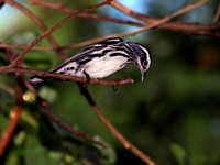 Black-and-White Warbler, Reinita Trepadora