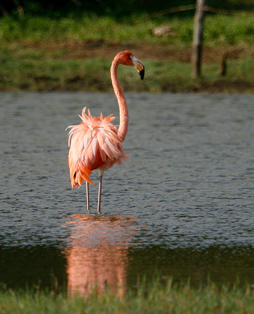 Greater Flamingo, Flamenco Mayor