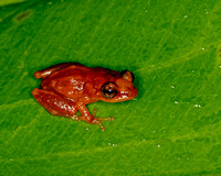 Puerto Rican Wetland Frog, Coquí Llanero