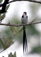 Pin-tailed Whydah, Viuda Colicinta