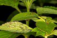 Ichneumon Wasp, Eiphosoma sp.