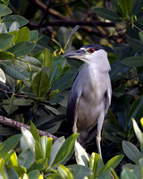 Black-crowned Night-Heron, Yaboa Real