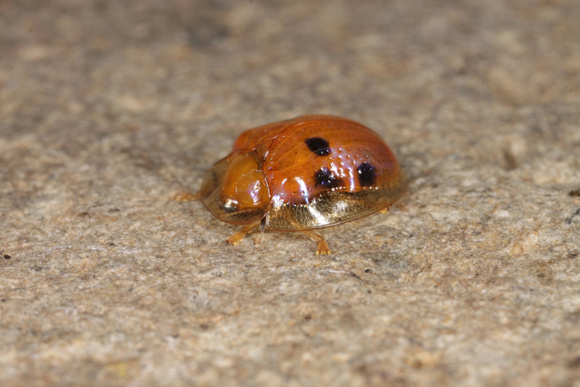 Mottled Tortoise Beetle