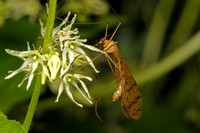 Scorpion Flies and Hanging Flies