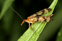 Common Scorpionfly