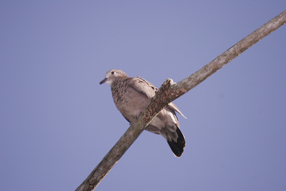 Common Ground Dove, Rolita