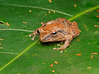 Small Frog called "Coquí"