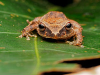 Small Frog called "Coquí"