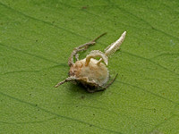 Dead spider with a possible fungus