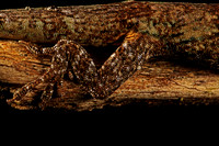 Puerto Rican Twig Anole, Lizard