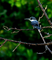 Belted Kingfisher, Martín Pescador