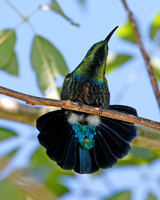 Green-throated Carib, Zumbador de Pecho Azul