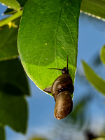 Leaf-mimic Katydid
