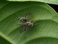 Mating Planthoppers