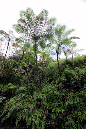 El Yunque Natinal Forest
