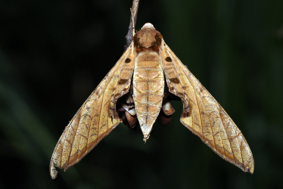 Moth no id