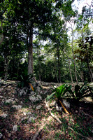 Cambalache State Forest