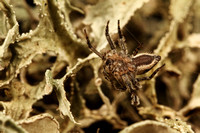 Oxyopidae- The Lynx Spider_Hamataliwa species