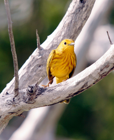 Yellow Warbler, Canario de Mangle