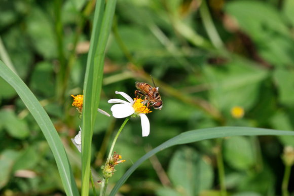 Bee mimicking Fly