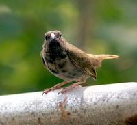 House Sparrow, Gorrión Inglés