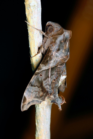 Sphynxind Moth, Polilla