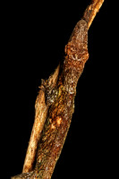 Puerto Rican Twig Anole, Lizard