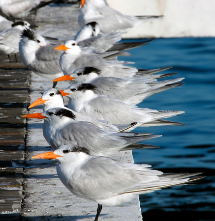 Royal Terns, Charranes Reales