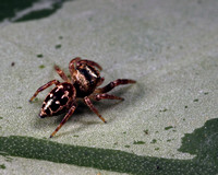 Eris illustris, Jumping Spider