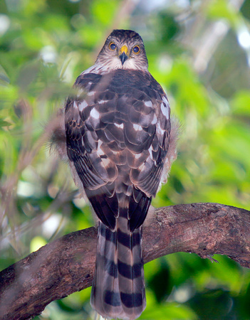 Sharp-shinned Hawk, Gavilán de Sierra