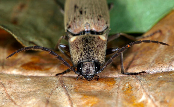 Beetle/Cucubano