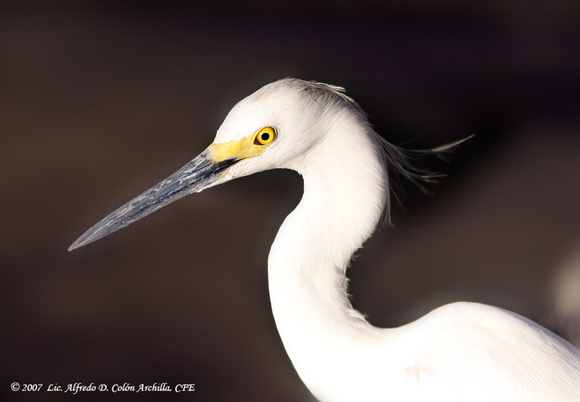 Snowy Egret, Garza Blanca