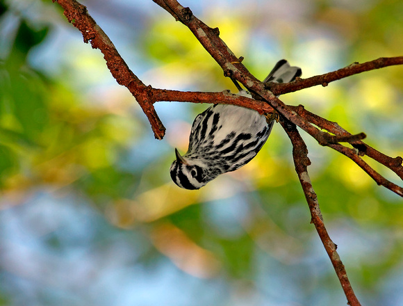 Black-and-White Warbler, Reinita Trapadora, Mniotilta varia