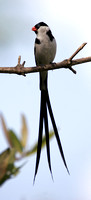 Pin-tailed Whydah, Viuda Colicinta