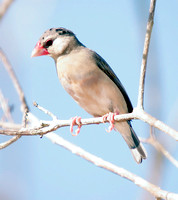 Java Sparrow, Gorrión de Java