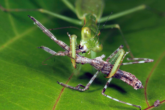 Praying Mantis Feeding on Assassin Bug