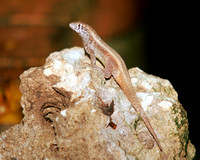 Lizard from the Dominican Republic
